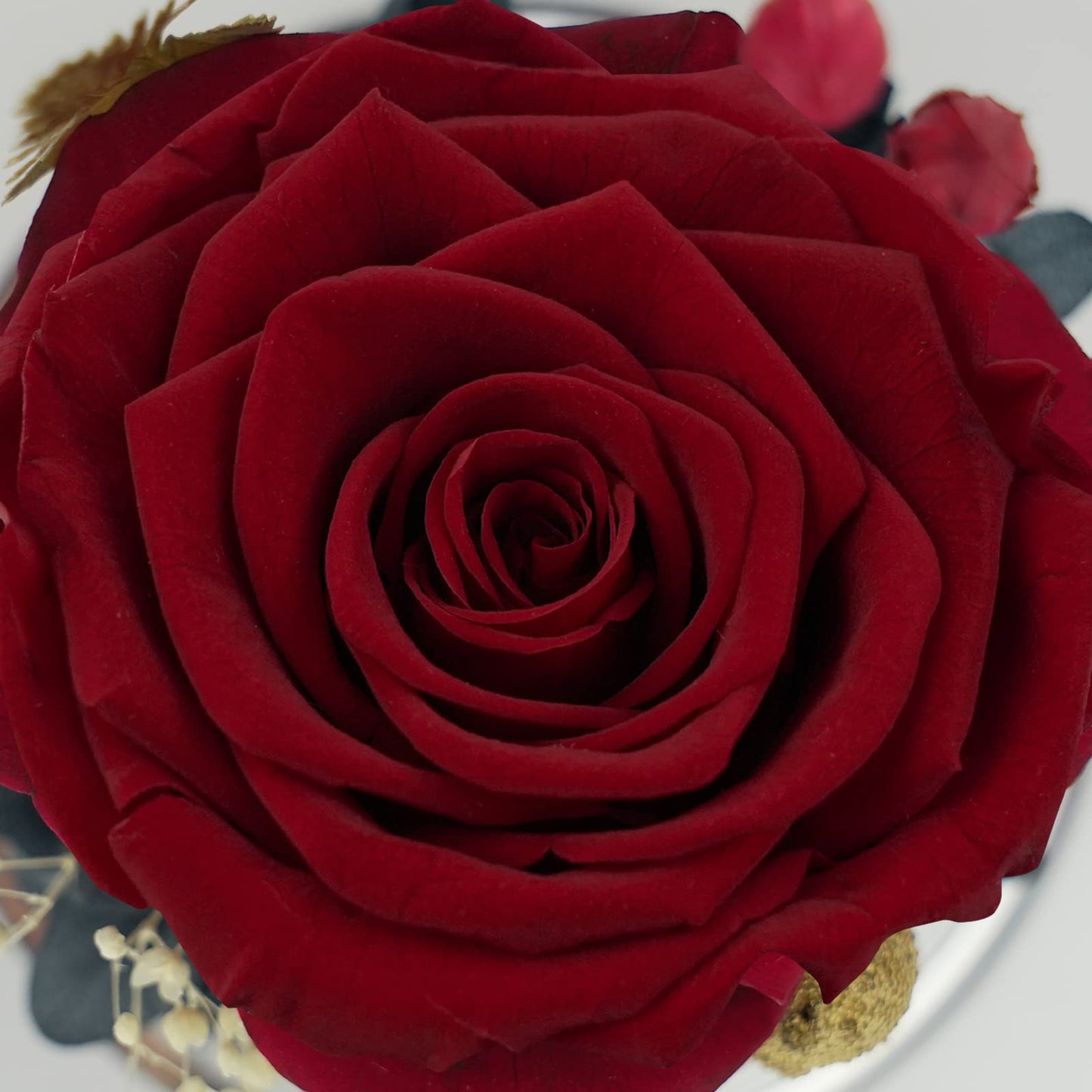 Sunia Preserved Flower Rose Birthday Gifts for Mom, Glass Angels Figurines Gifts for Women Grandma Mothers, Forever Real Flowers Unique Gifts for Valentine Mother's Day Anniversary Thanksgiving ﻿