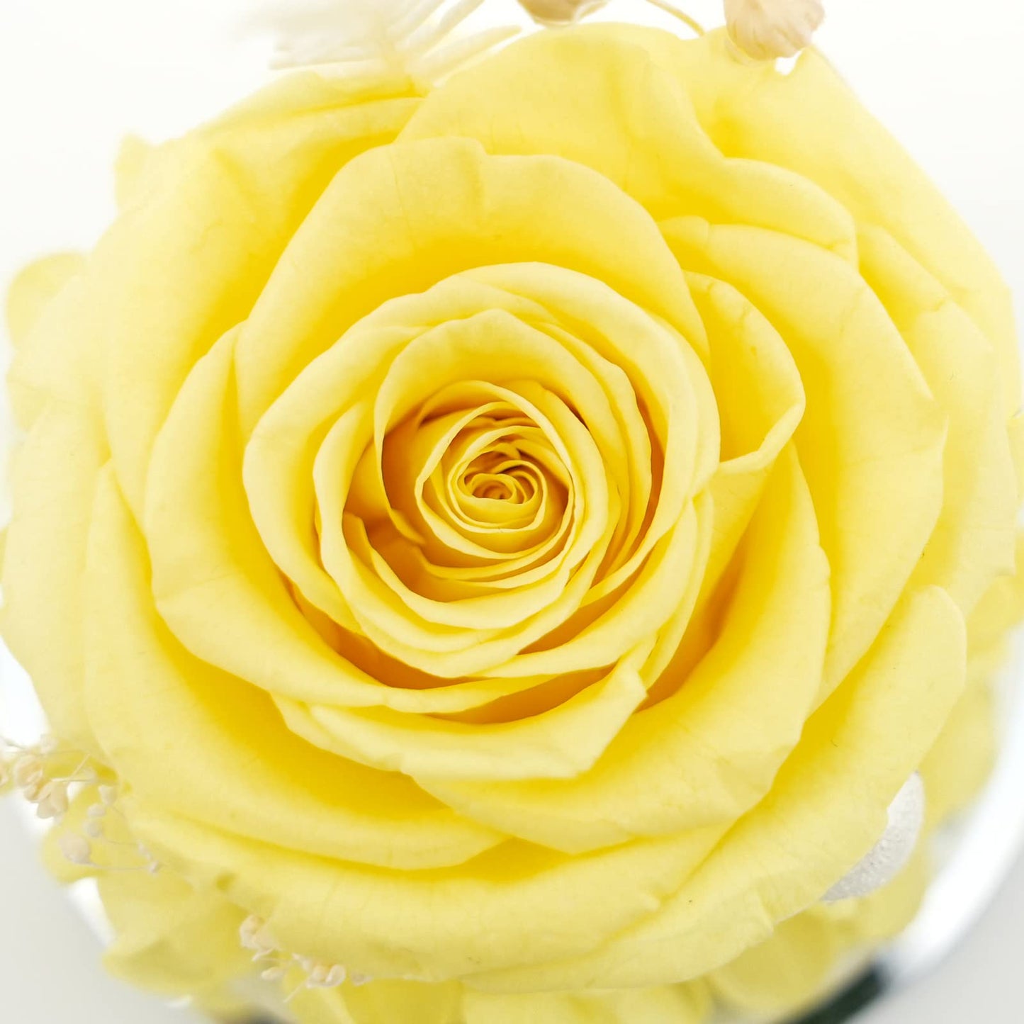 Sunia Preserved Flower Rose Birthday Gifts for Mom, Glass Angels Figurines Gifts for Women Grandma Mothers, Forever Real Flowers Unique Gifts for Valentine Mother's Day Anniversary Thanksgiving ﻿