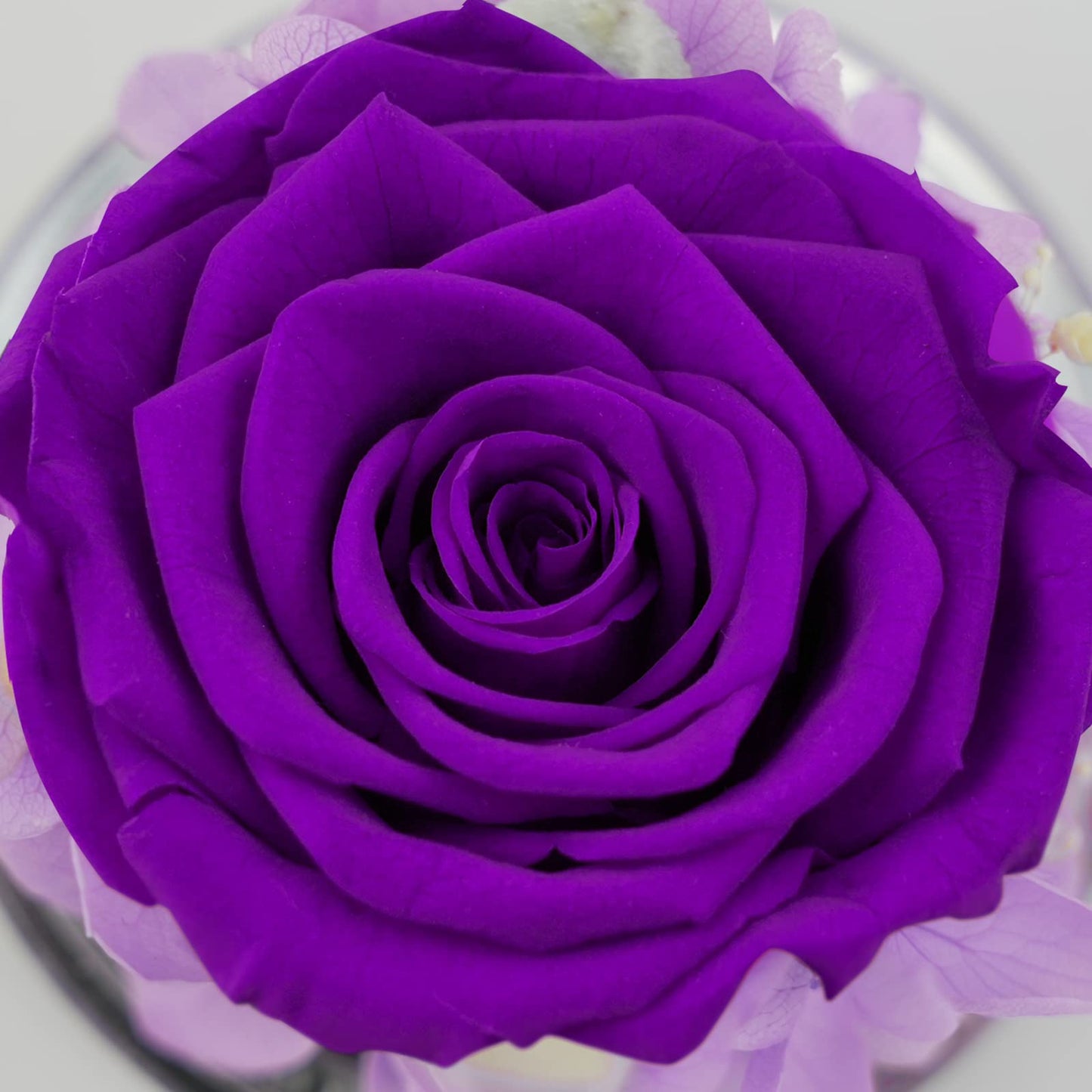 Sunia Preserved Flower Rose Birthday Gifts for Mom, Glass Angels Figurines Gifts for Women Grandma Mothers, Forever Real Flowers Unique Gifts for Valentine Mother's Day Anniversary Thanksgiving ﻿