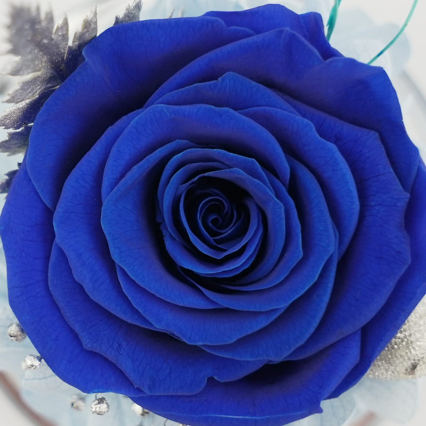 Sunia Preserved Flower Rose Birthday Gifts for Mom, Glass Angels Figurines Gifts for Women Grandma Mothers, Forever Real Flowers Unique Gifts for Valentine Mother's Day Anniversary Thanksgiving ﻿
