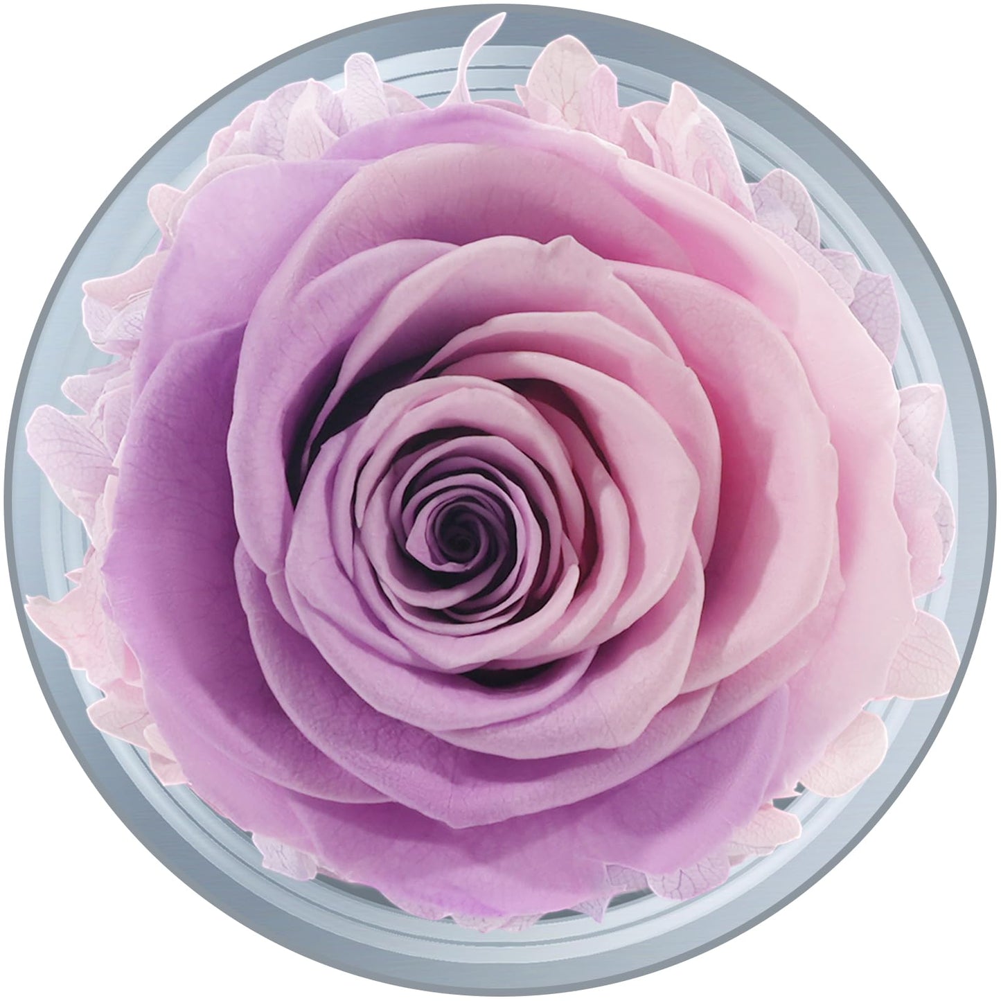 Sunia Preserved Flower Rose Birthday Gifts for Mom, Glass Angels Figurines Gifts for Women Grandma Mothers, Forever Real Flowers Unique Gifts for Valentine Mother's Day Anniversary Thanksgiving ﻿